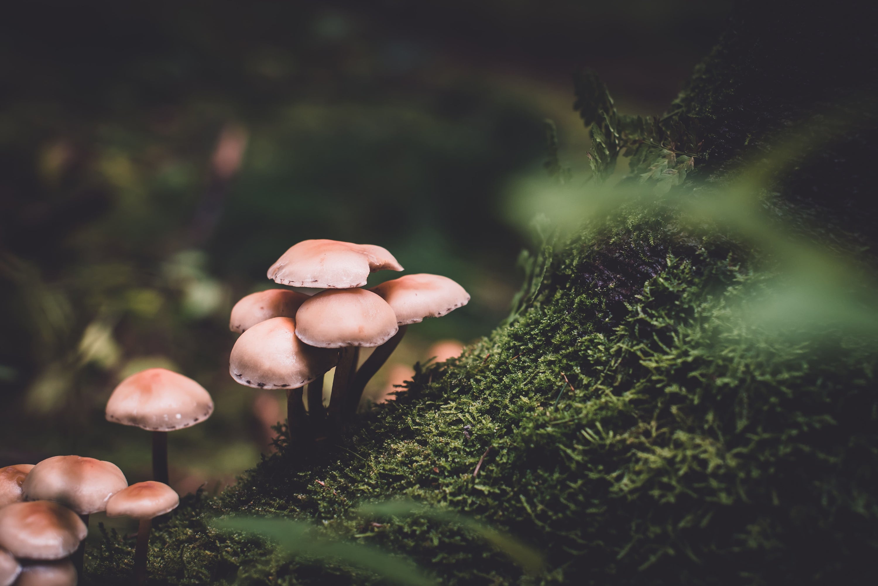 Functional Mushrooms