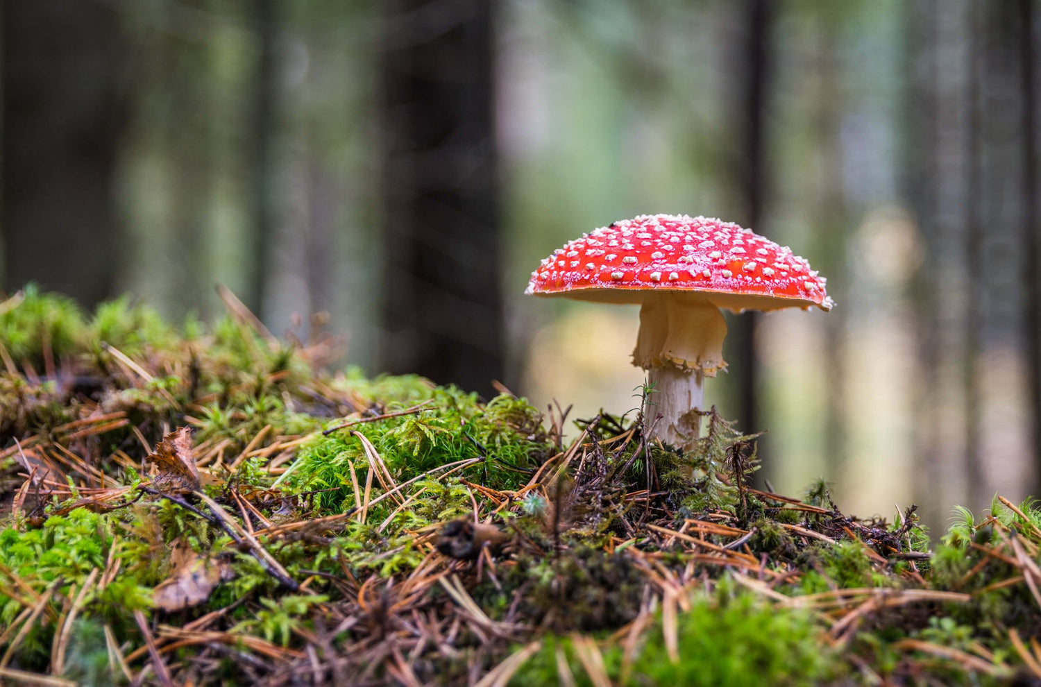 red reishi mushroom