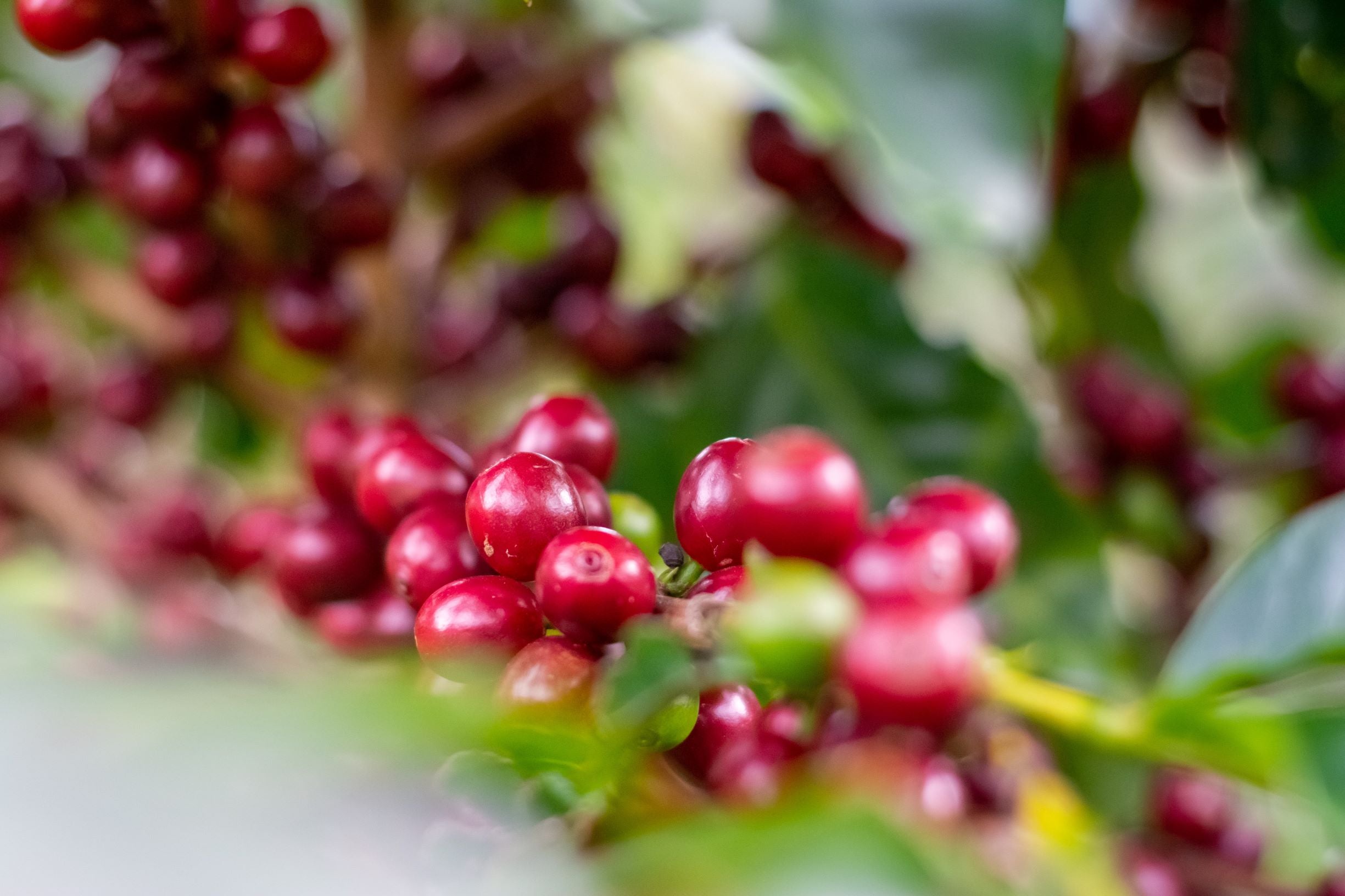 Punta roca coffee