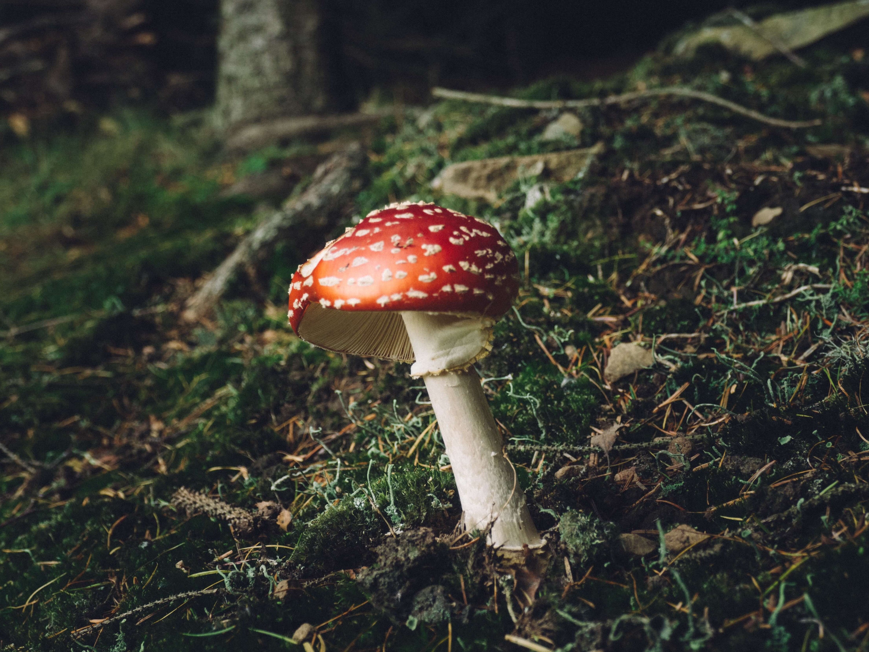 top adaptogen mushroom