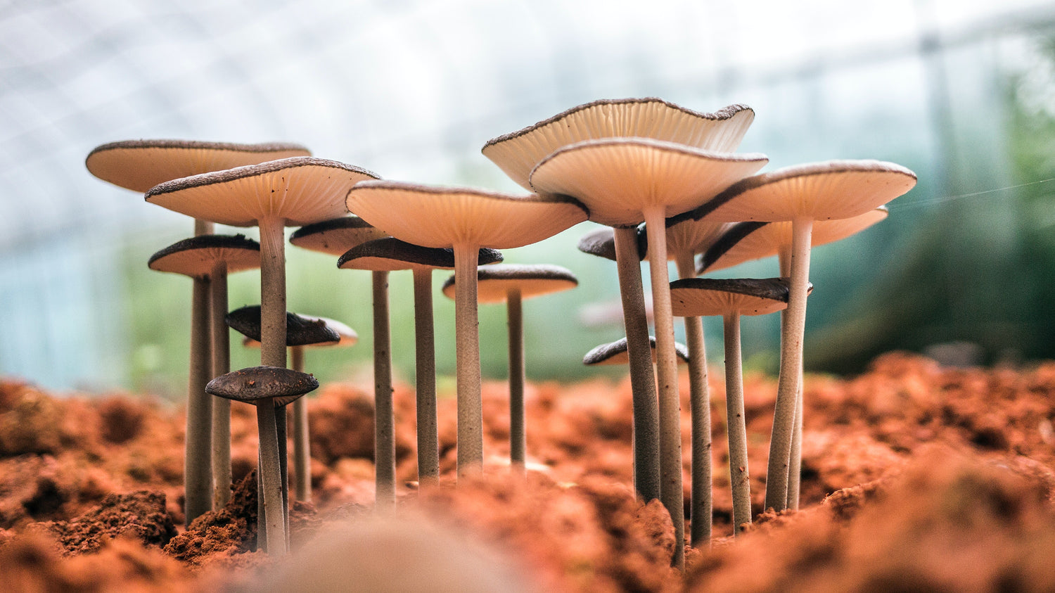 Adaptogenic mushrooms