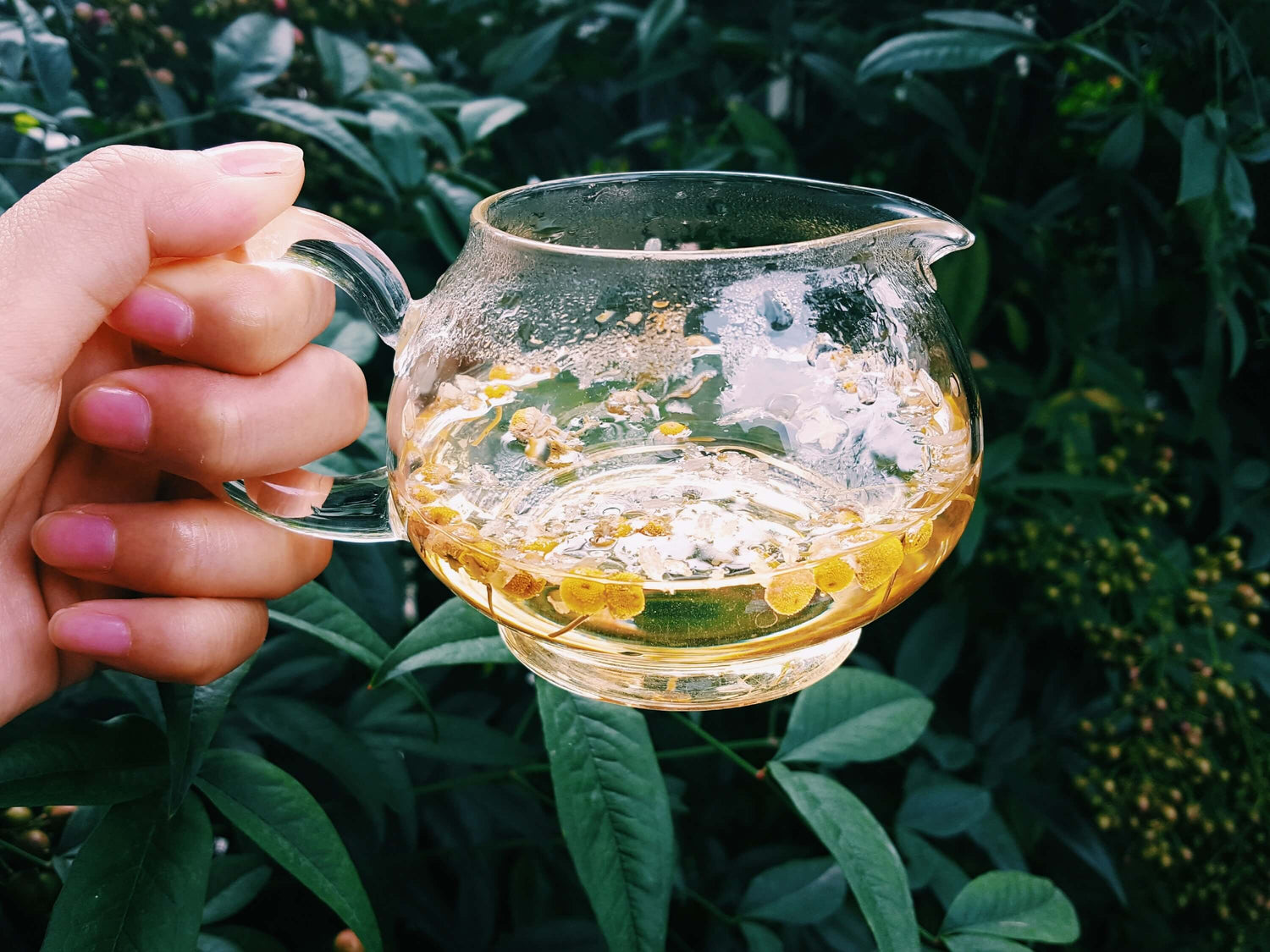 hand holding chamomile tea